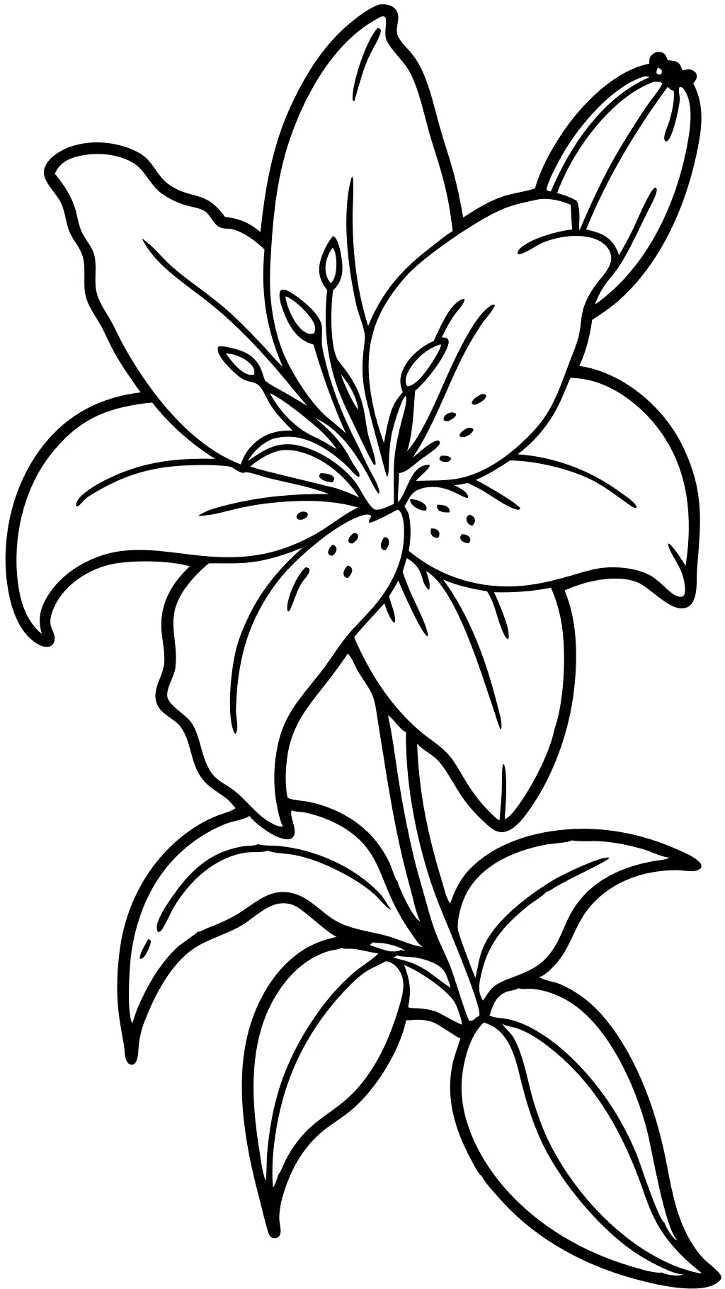 lily coloring pages